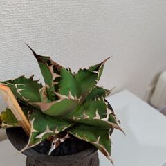 アガベ　チタノタ　白鯨　の画像