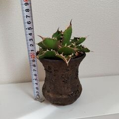 アガベ　チタノタ　白鯨　の画像