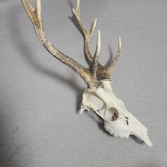 鹿の頭骨 2本の角付き　オブジェ　置物　角１本おまけの画像
