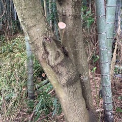 薪用にどうですか？の画像
