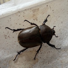 国産カブトムシ（♂♀ペア）の画像