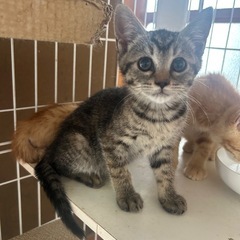 キラキラした目の女の子 - 猫