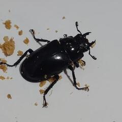 ジャワ産 ギラファノコギリクワガタペア CBF1の画像
