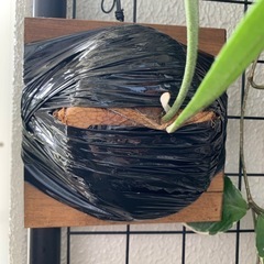 観葉植物　ビカクシダB　ビフルカツム　胞子葉出現×3あり 子株　400-450㎜程度　貯水葉付き　※板付けしましたの画像