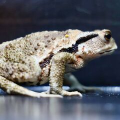 二ホンヒキガエル♀9㎝子供　オレンジ系　⑬の画像