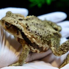 子供日本ヒキガエル9㎝オレンジ系　⑬