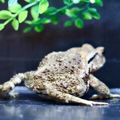 二ホンヒキガエル♀9㎝子供　オレンジ系　⑬の画像