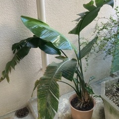 幸福の木　植木鉢付き