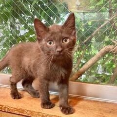 6月28日（土）三鷹で猫の譲渡会🪂🩷☄️babybaby子…