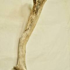 SEASIDEinterior★インテリアディスプレイに流木 Cool driftwood for decorating 153の画像