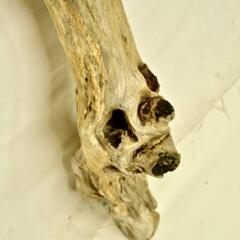 SEASIDEinterior★インテリアディスプレイに流木 Cool driftwood for decorating 153の画像