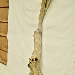 SEASIDEinterior★インテリアディスプレイに流木 Cool driftwood for decorating 153の画像