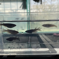 妲己メダカ⭐︎めだか