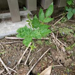 【差し上げます】たらの芽の苗木の画像