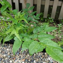 【差し上げます】たらの芽の苗木の画像