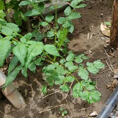 【差し上げます】たらの芽の苗木の画像