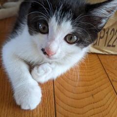 子猫①