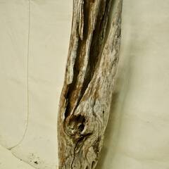 SEASIDEinterior★インテリアディスプレイに流木 Cool driftwood for decorating 155の画像