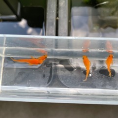 鶴崎楊貴妃ショート5匹の画像