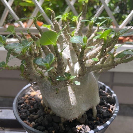 アデニウム ドワーフ タコ足 公式 塊根植物 アラビカム コーデックス