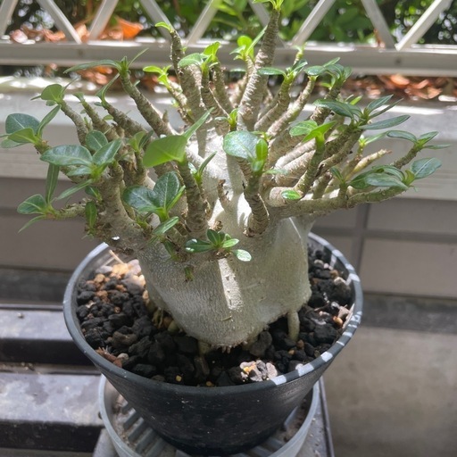 アデニウム ドワーフ タコ足 塊根植物 アラビカム コーデックス