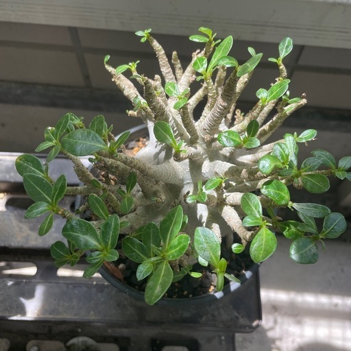 アデニウム ドワーフ タコ足 公式 塊根植物 アラビカム コーデックス