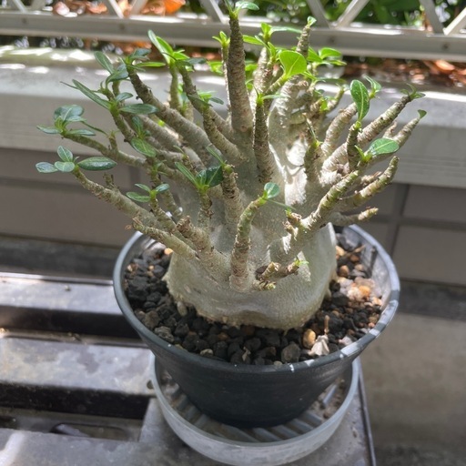 アデニウム ドワーフ タコ足 公式 塊根植物 アラビカム コーデックス