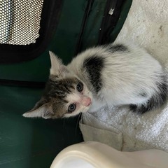 公園に遺棄された子猫