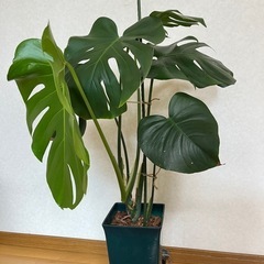 モンステラ
