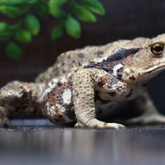 二ホンヒキガエル9㎝赤系子供　⑭の画像