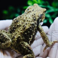 二ホンヒキガエル9㎝赤系子供　⑭の画像