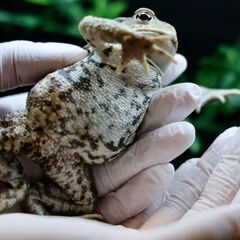 子供日本ヒキガエル9㎝赤系　⑭