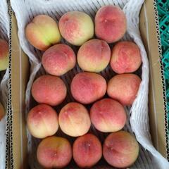 小牧しのおかの桃　日川白鳳　15個入小箱1箱　税込850円の画像