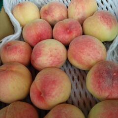 小牧しのおかの桃　日川白鳳　15個入小箱1箱　税込850円の画像