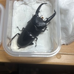 話中パラワンオオヒラタクワガタ♂単