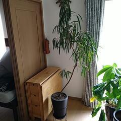 ショウナンゴムの木の画像
