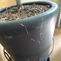 ショウナンゴムの木の画像