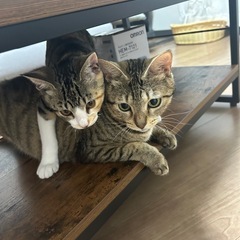 2〜3歳母猫、生後3か月仔猫　親子