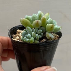 多肉植物　ラウル群生