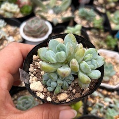 多肉植物　ラウル群生の画像