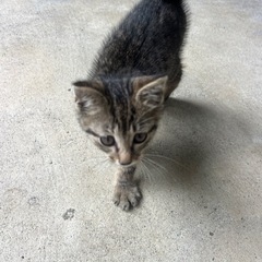 保護子猫