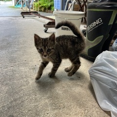 保護子猫