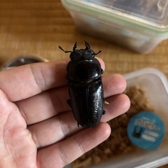 久留米産オオクワガタ幼虫6頭