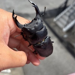 久留米産オオクワガタ幼虫6頭の画像
