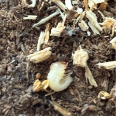 久留米産オオクワガタ幼虫6頭の画像