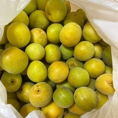 無農薬　青梅　　3キロ　の画像