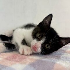 6月28日（土）三鷹で猫の譲渡会🪂🩷☄️babybaby子…
