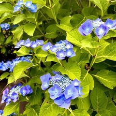 ⭐︎開催決定⭐︎【井の頭公園】6月28日(土)水辺で朝散歩＆公園カフェでお茶会しませんか？ - 武蔵野市