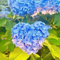 ⭐︎開催決定⭐︎【井の頭公園】6月28日(土)水辺で朝散歩＆公園カフェでお茶会しませんか？ - その他
