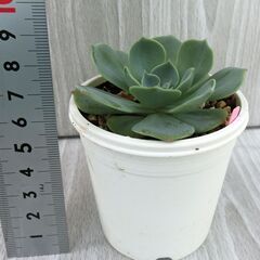 七福神　多肉植物　エケベリア